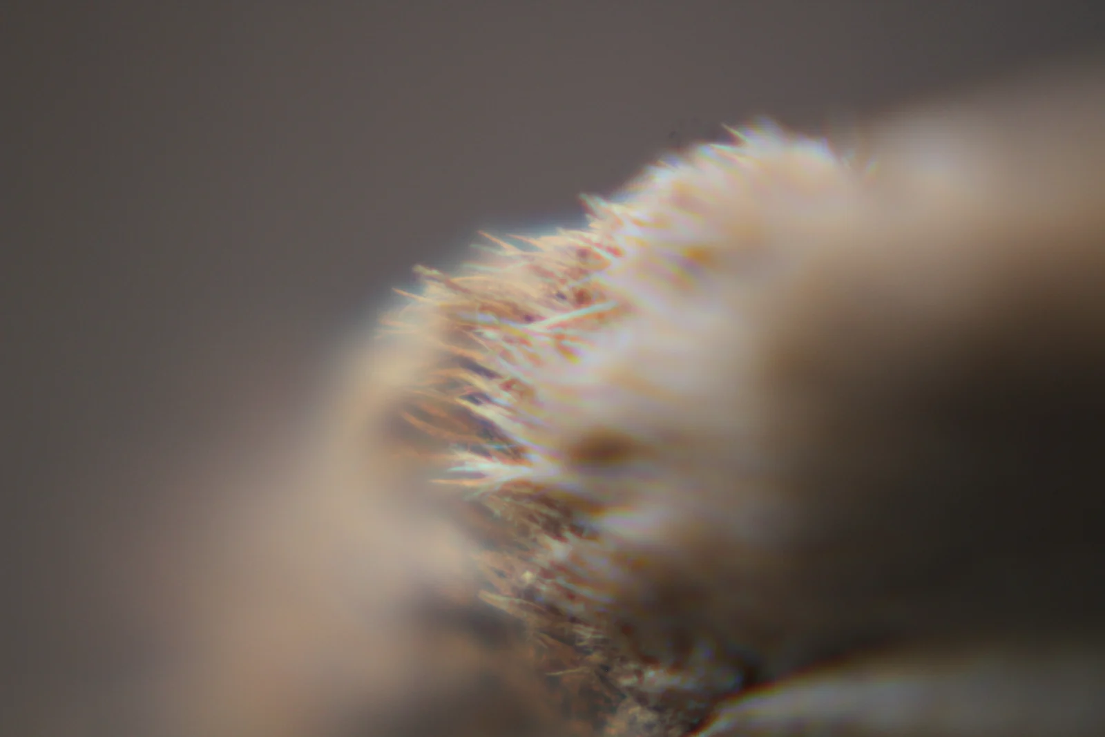 Exploración macro del archivo visual de Domo Ludens