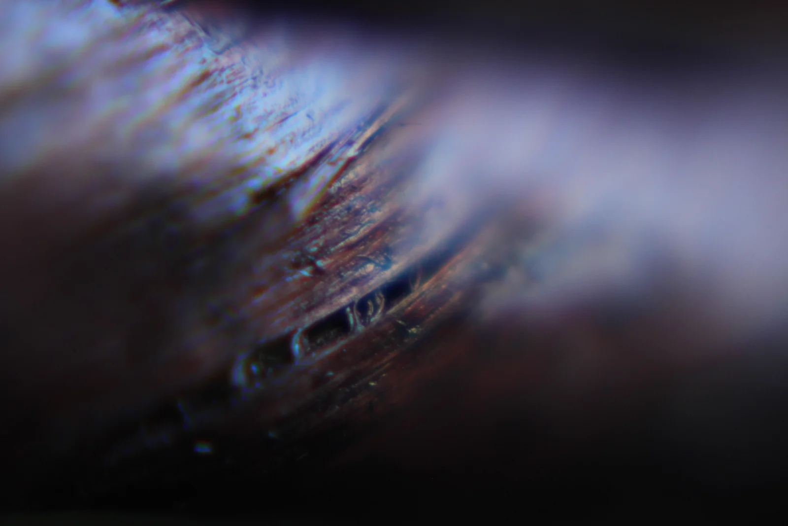 Exploración macro del archivo visual de Domo Ludens