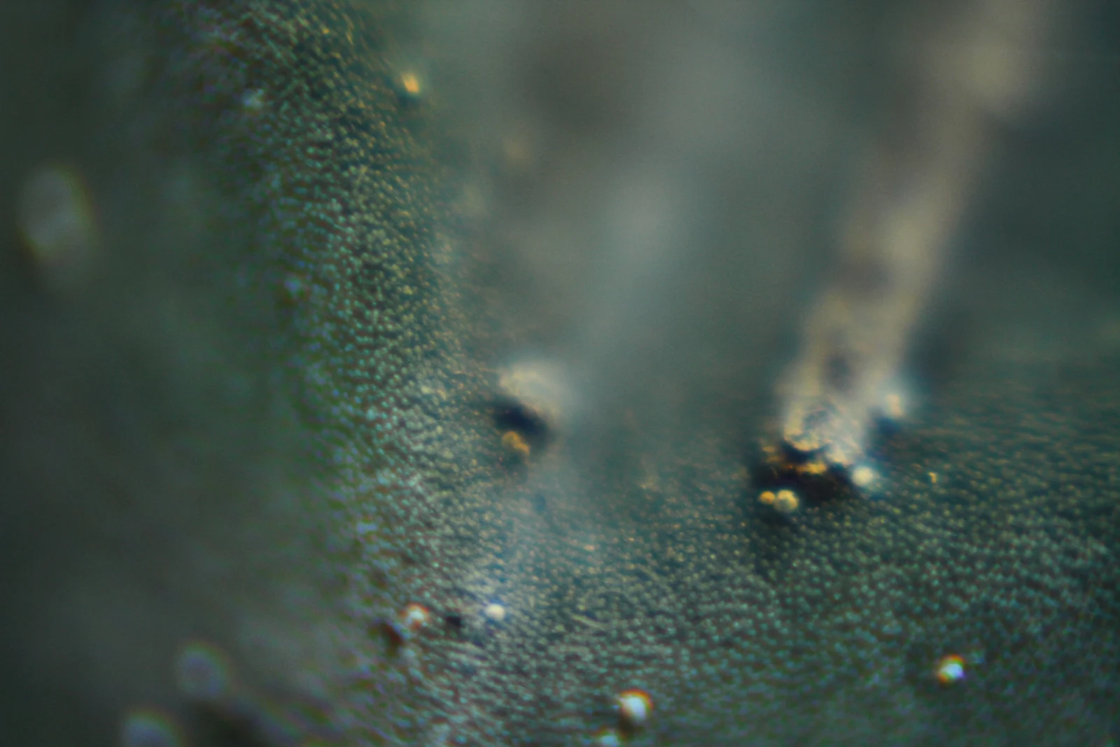 Superficie orgánica observada en macro