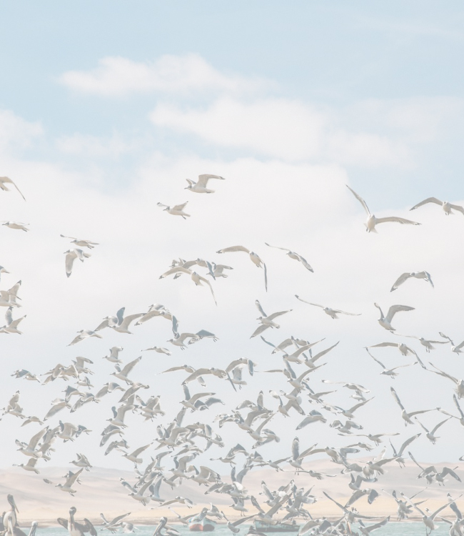 migratory-birds1