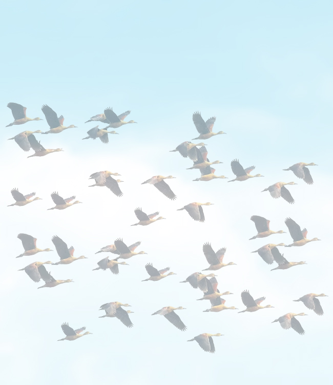 migratory-birds2