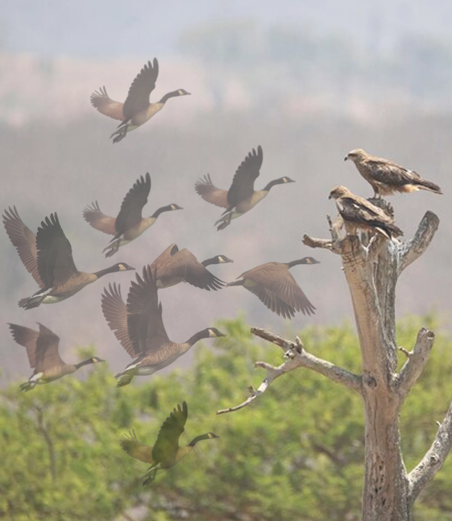 migratory-birds3