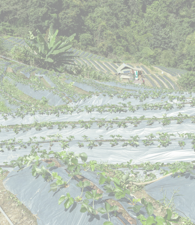 chinampa-farming2